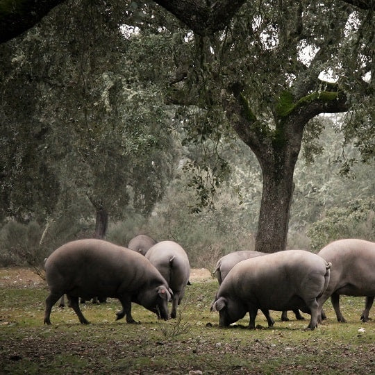 Frei lebende Iberico-Schweine fressen Eicheln in ihrem natürlichen Lebensraum.
