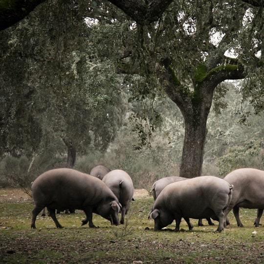 Frei lebende Pata Negra Iberico-Schweine fressen Eicheln in ihrem natürlichen Lebensraum.